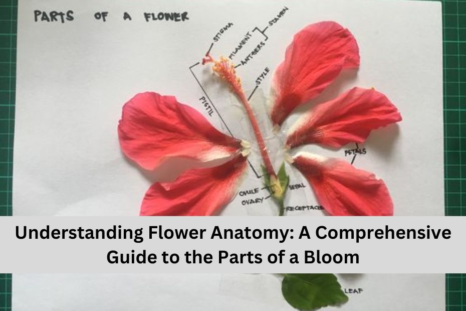 Understanding Flower Anatomy: A Comprehensive Guide to the Parts of a Bloom