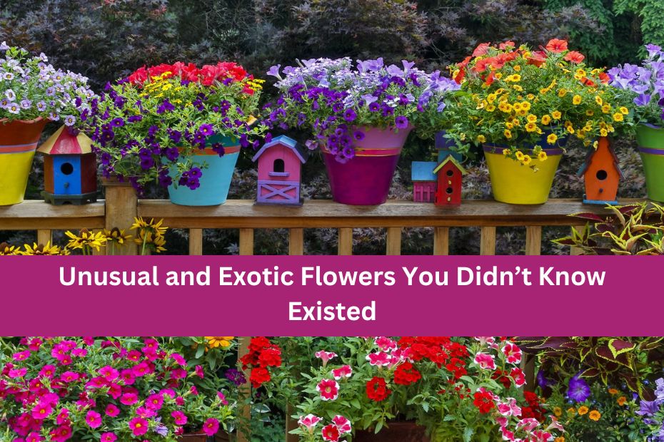 Unusual and Exotic Flowers You Didn’t Know Existed