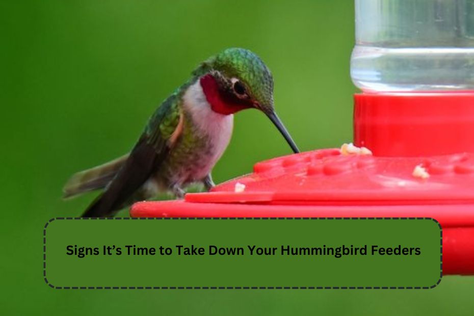 Signs It’s Time to Take Down Your Hummingbird Feeders